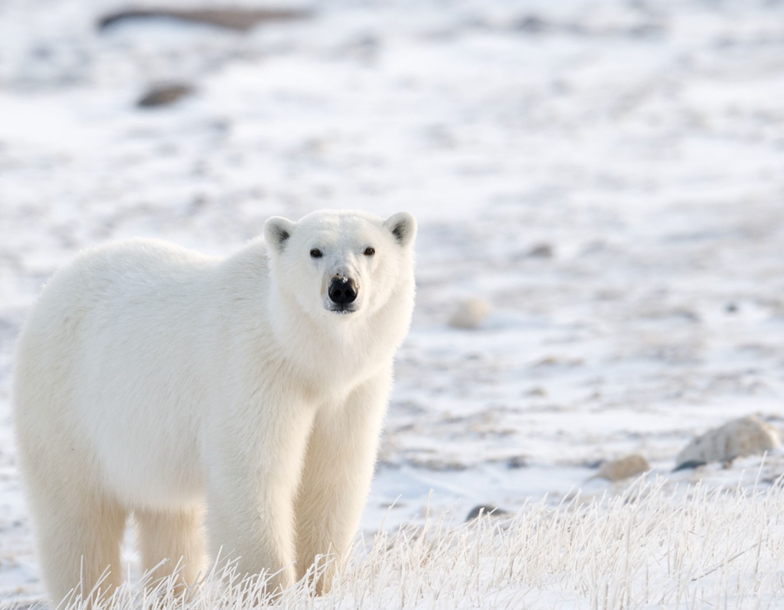 Possums and Polar Bears